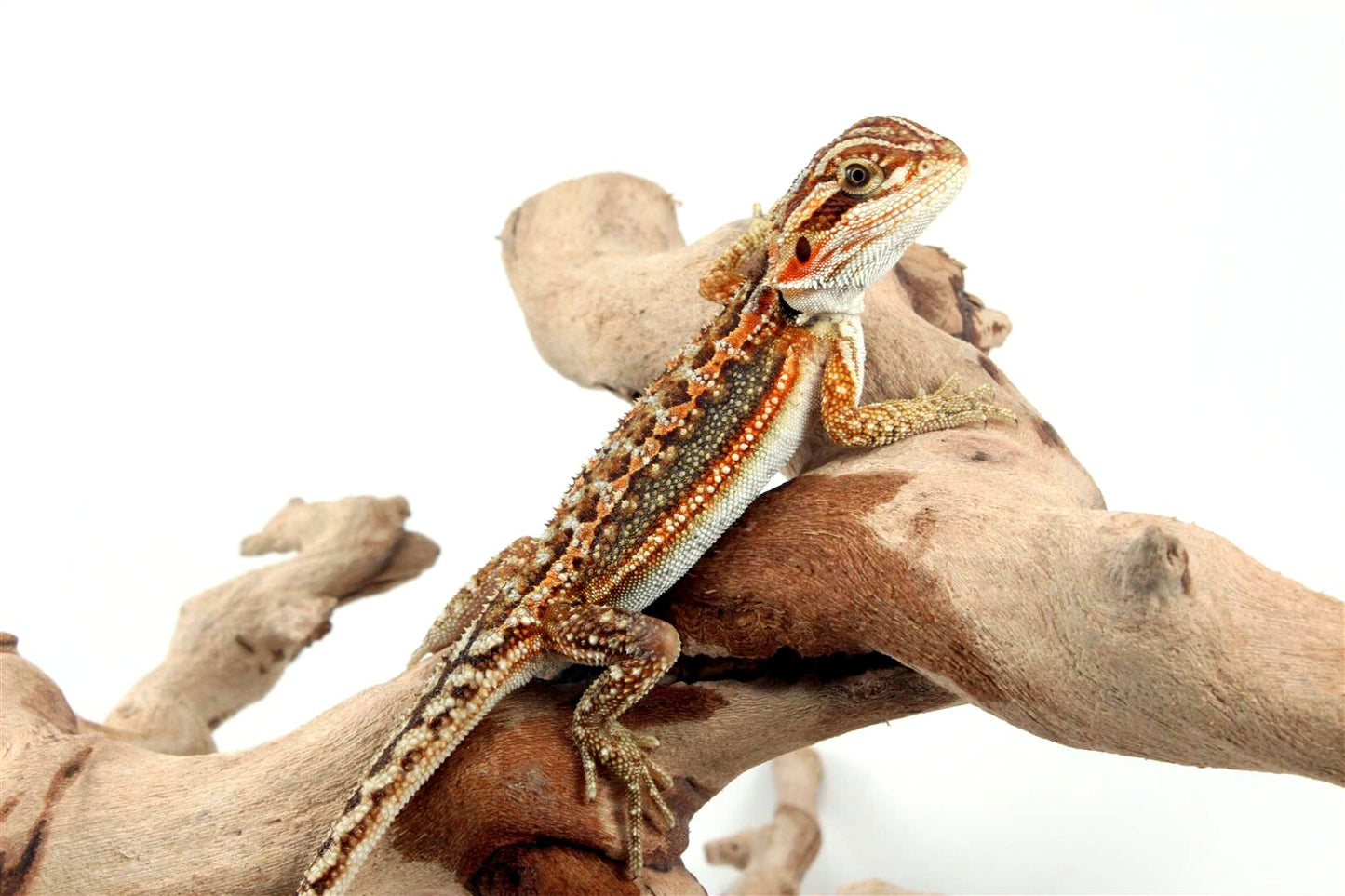 Dunner Bearded Dragon