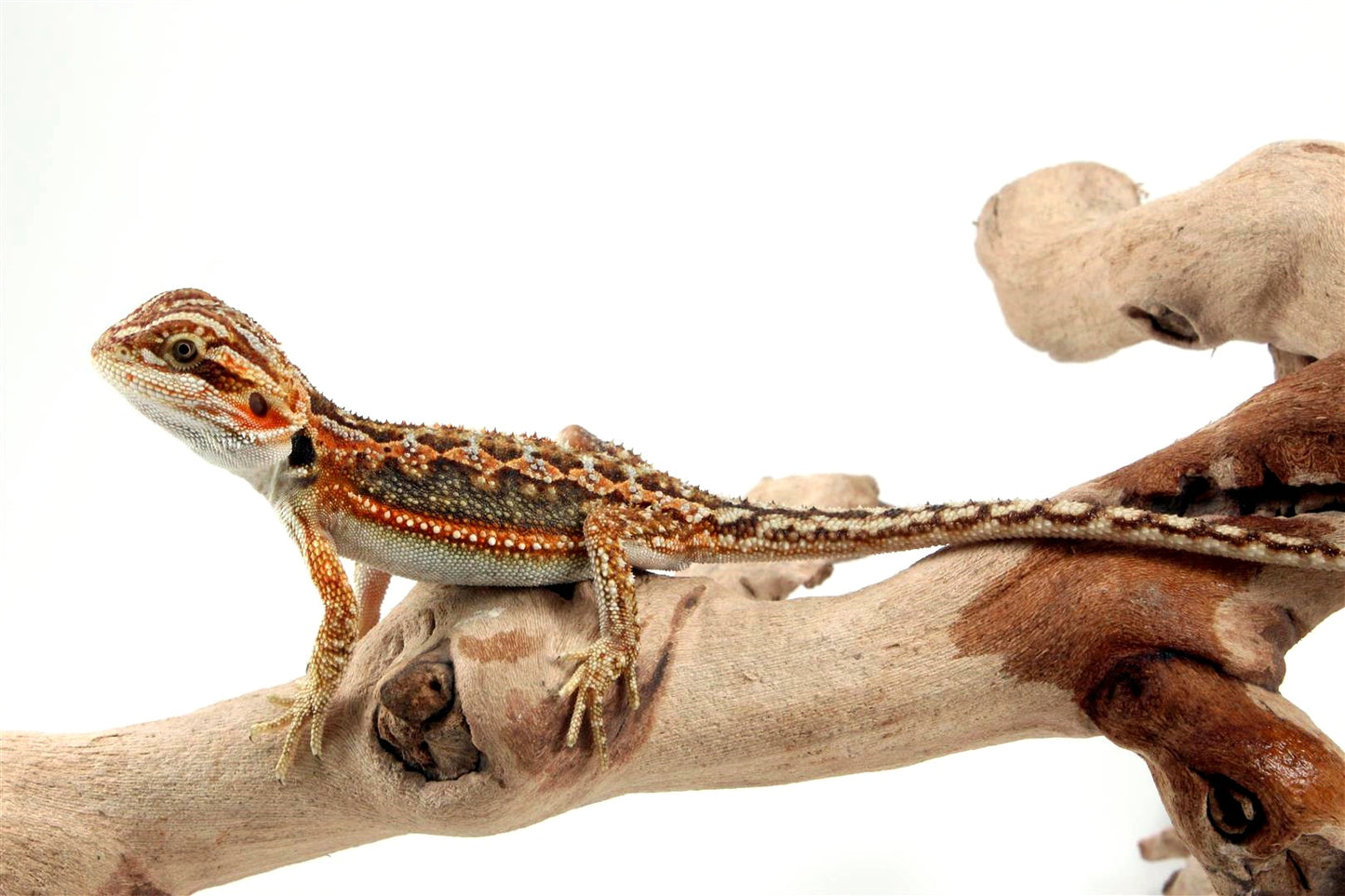 Dunner Bearded Dragon