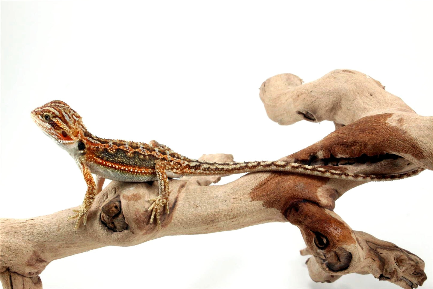 Dunner Bearded Dragon