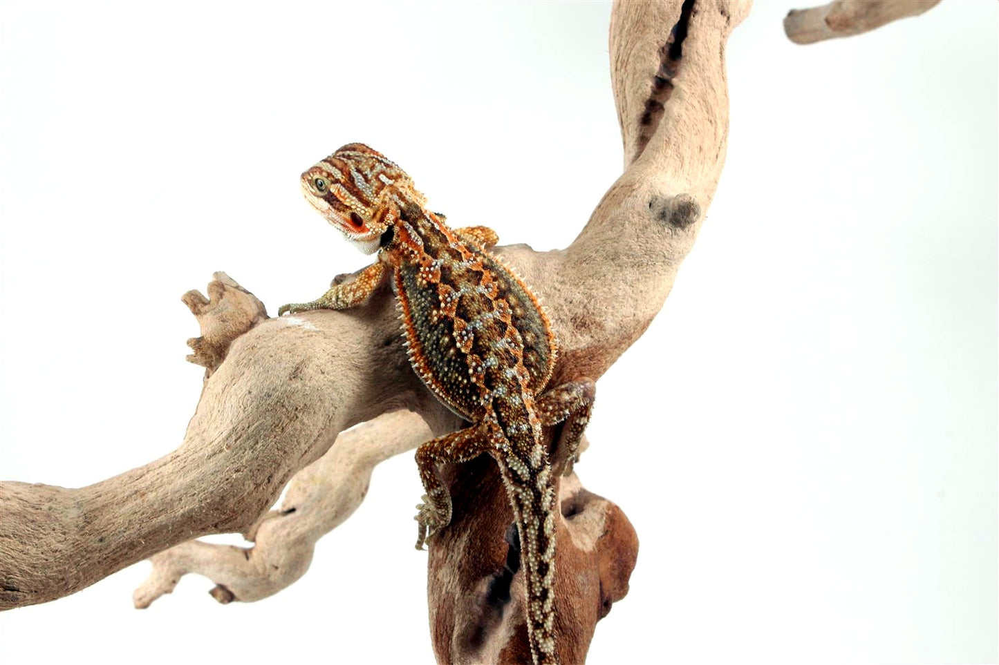 Dunner Bearded Dragon