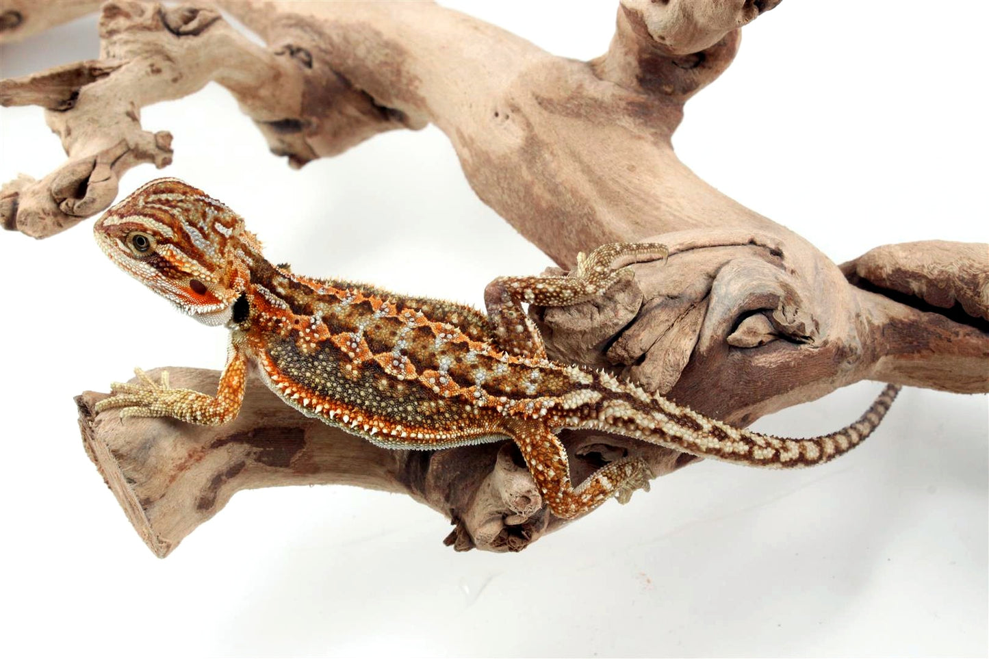 Dunner Bearded Dragon