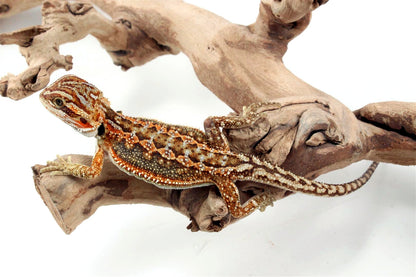 Dunner Bearded Dragon
