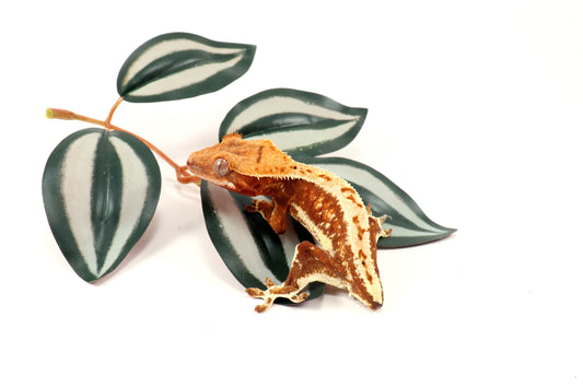 Red Lily White Crested Gecko - Tailess