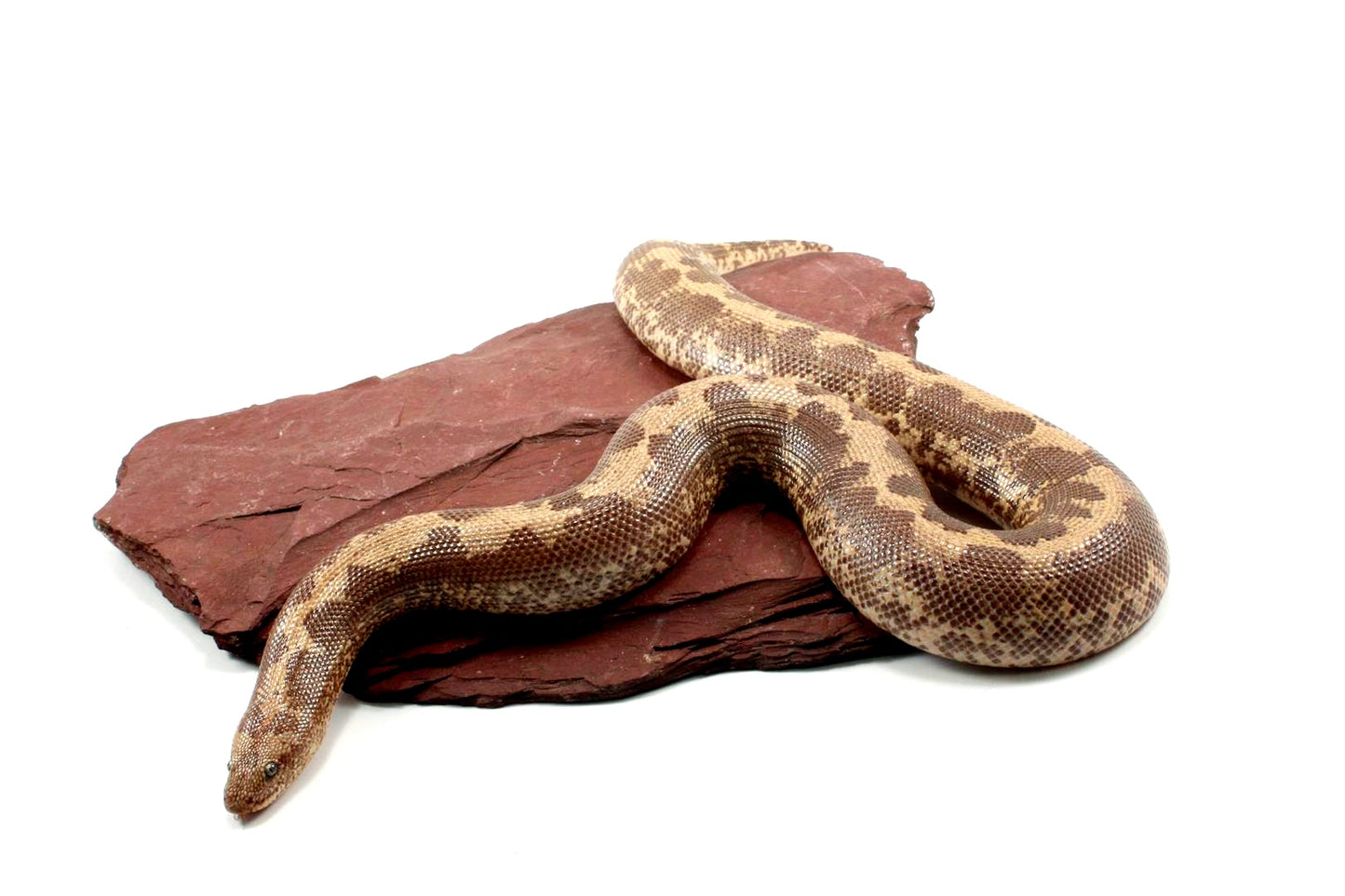 Striped Dodoma Cross Kenyan Sand Boa (poss. het Gene X)