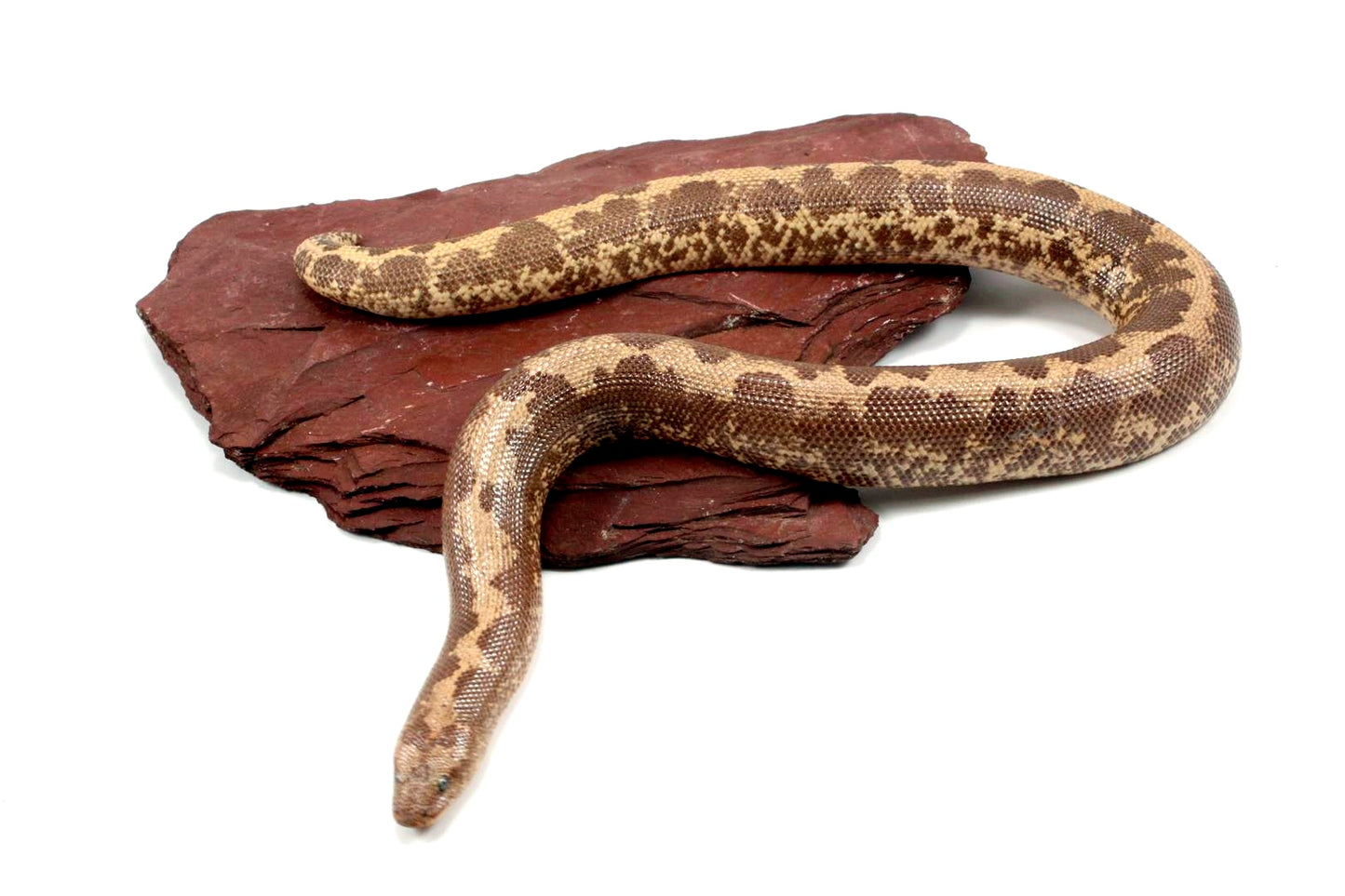 Striped Dodoma Cross Kenyan Sand Boa (poss. het Gene X)