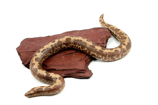 Striped Dodoma Cross Kenyan Sand Boa (poss. het Gene X)