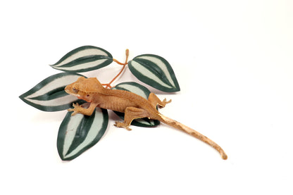 Patternless Buckskin Crested Gecko