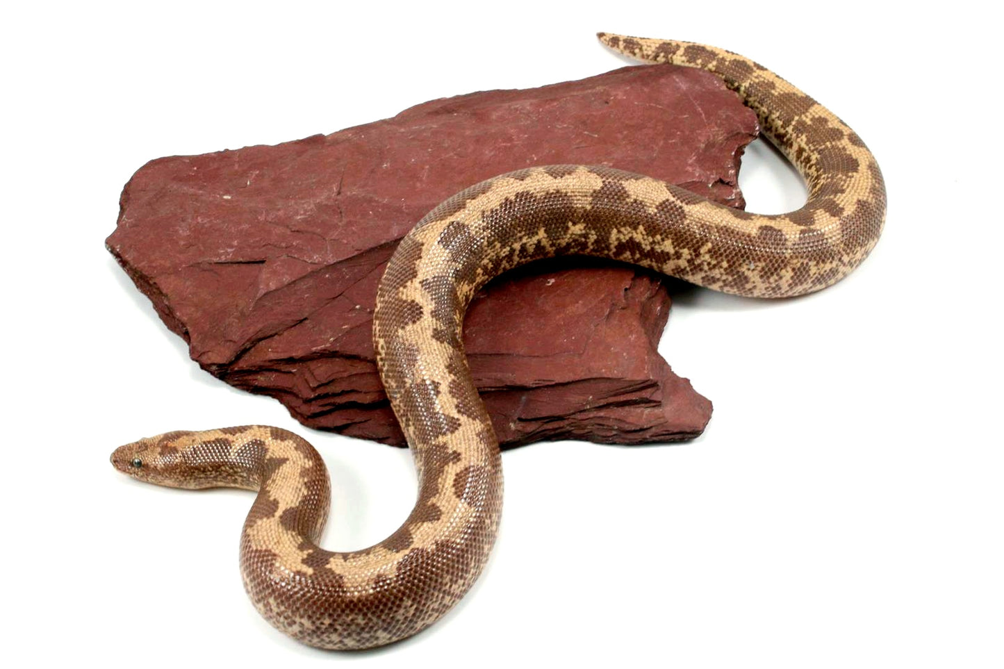 Striped Dodoma Cross Kenyan Sand Boa (poss. het Gene X)