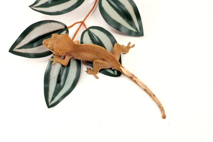 Patternless Buckskin Crested Gecko