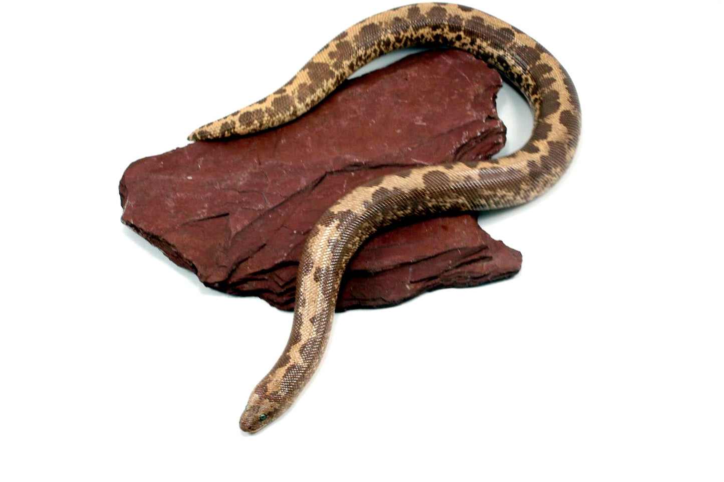 Striped Dodoma Cross Kenyan Sand Boa (poss. het Gene X)