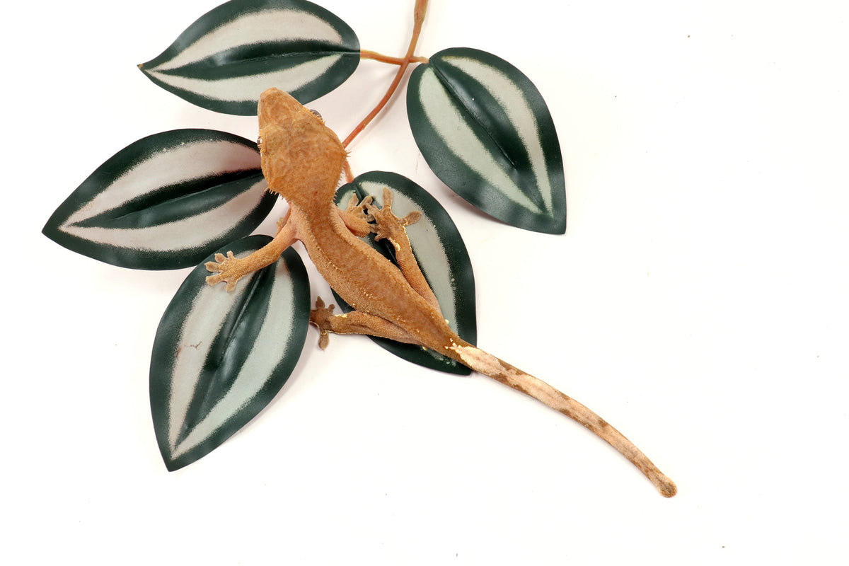 Patternless Buckskin Crested Gecko