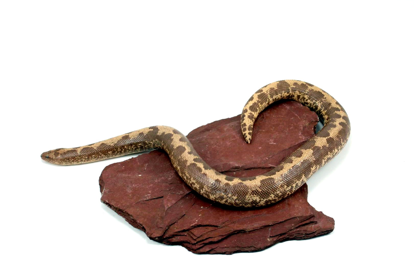 Striped Dodoma Cross Kenyan Sand Boa (poss. het Gene X)