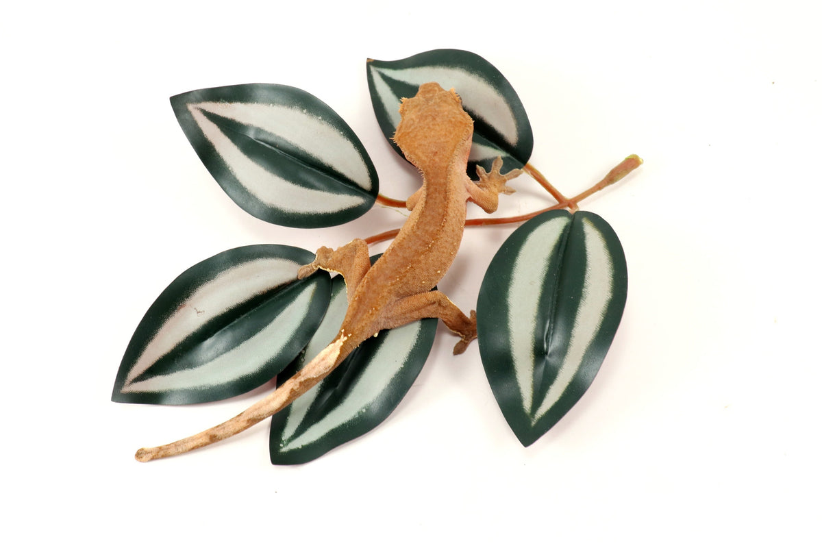 Patternless Buckskin Crested Gecko