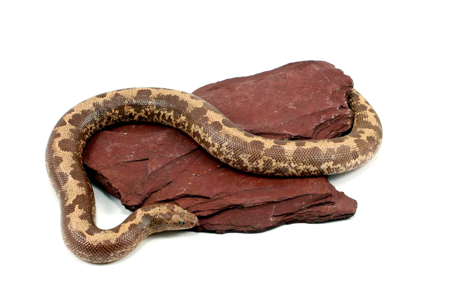 Striped Dodoma Cross Kenyan Sand Boa (poss. het Gene X)