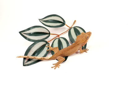 Patternless Buckskin Crested Gecko