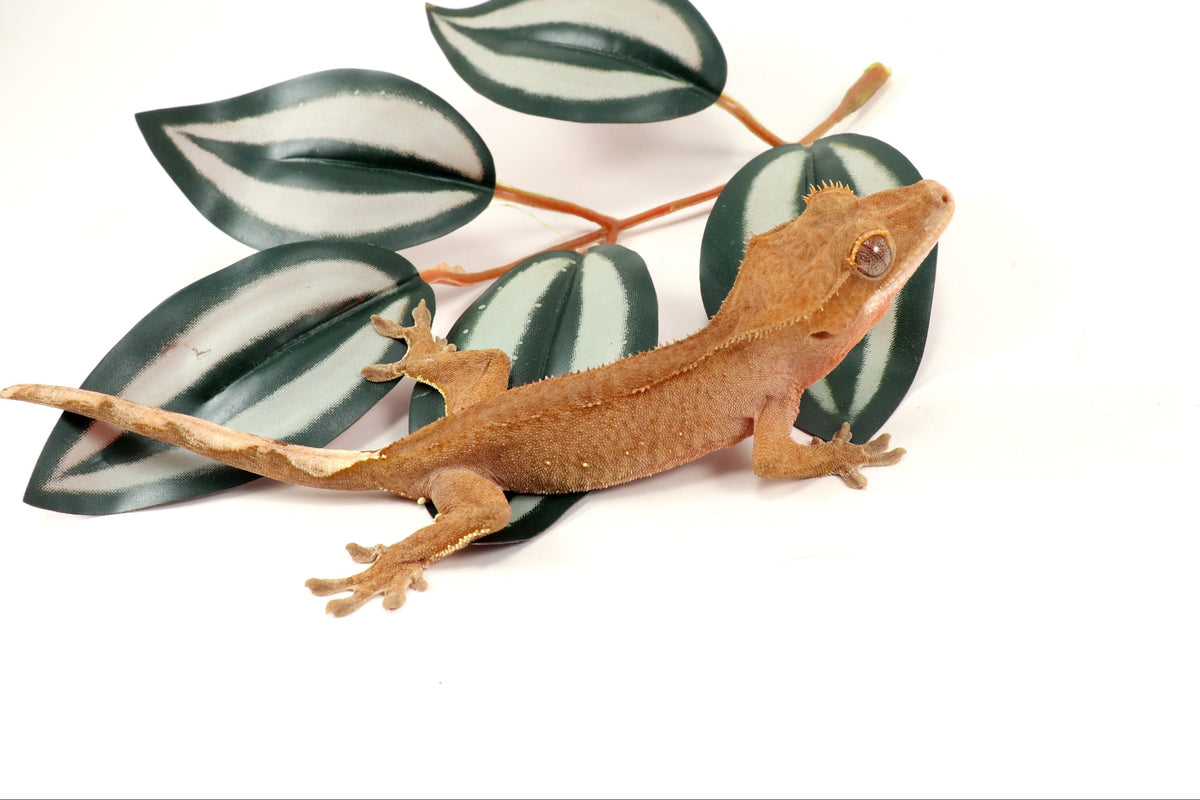 Patternless Buckskin Crested Gecko