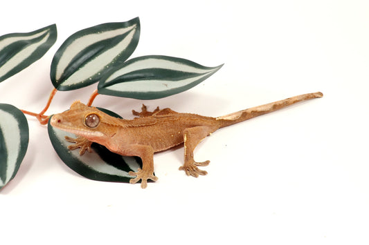 Patternless Buckskin Crested Gecko