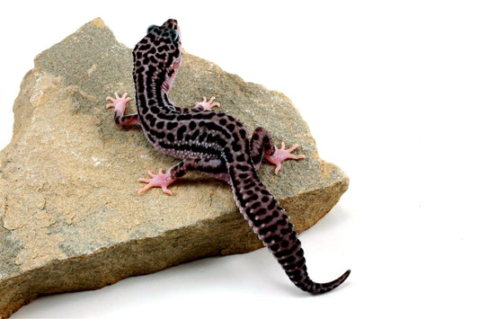 Black Night Supersnow Leopard Gecko