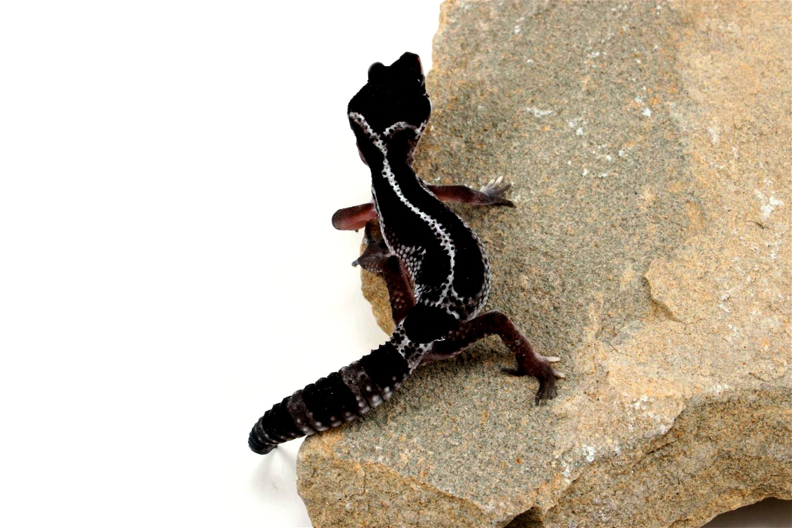 Black Night Mack Snow Akoyo Leopard Gecko All Reptiles