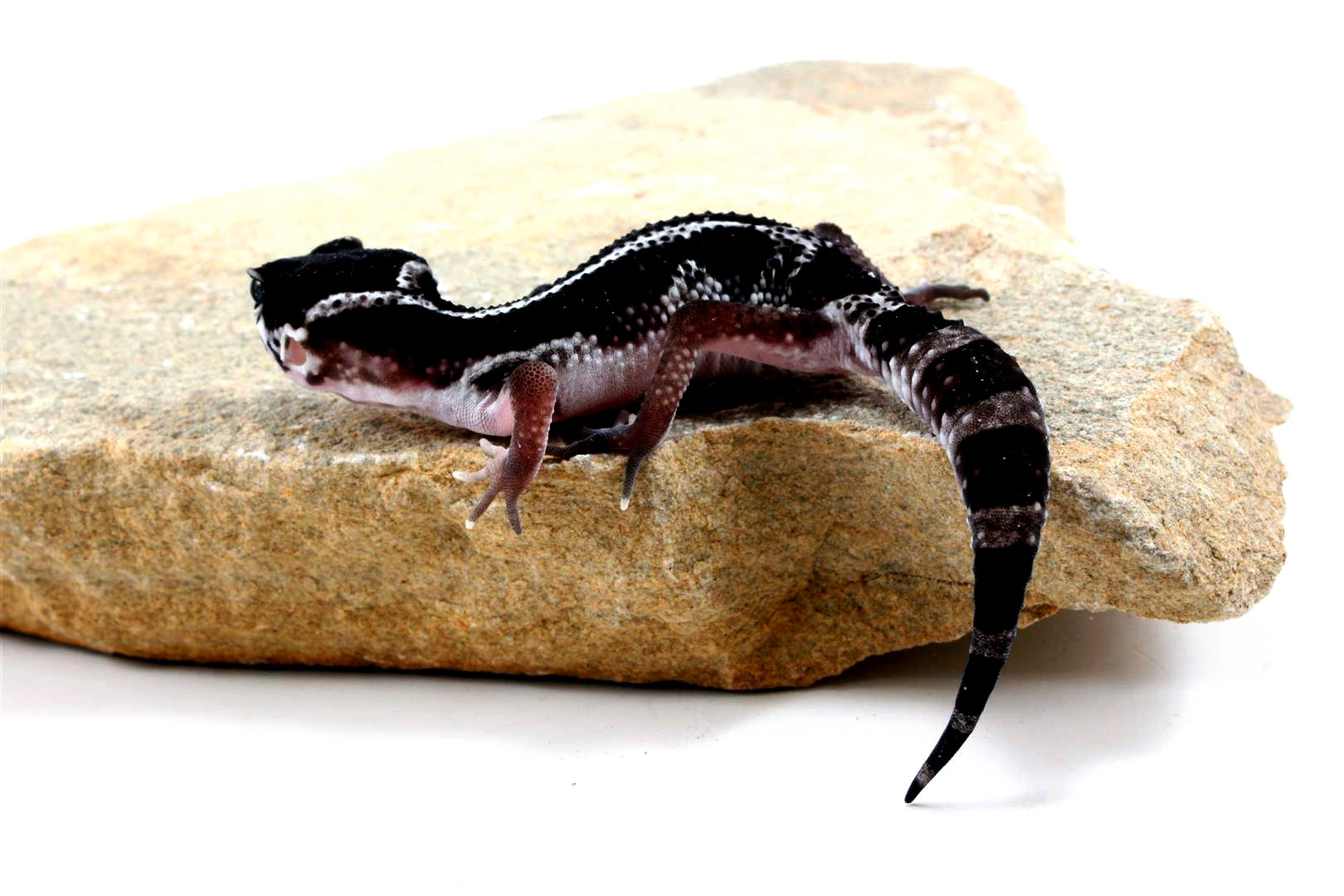 Black Night Mack Snow Akoyo Leopard Gecko All Reptiles