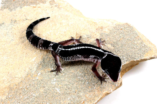 Black Night Mack Snow Akoyo Leopard Gecko
