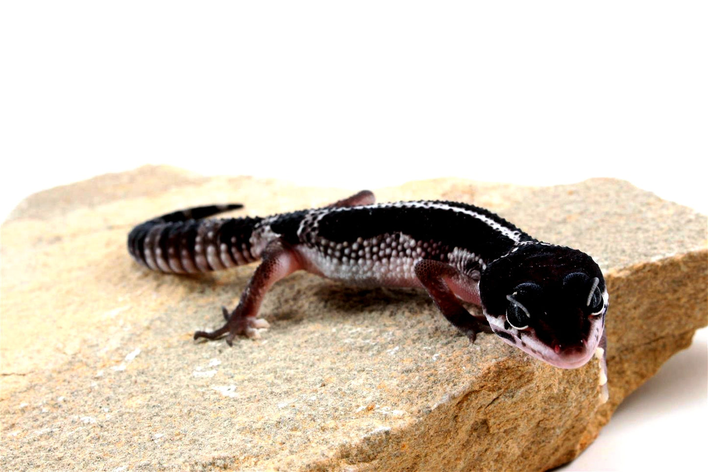 Black Night Mack Snow Akoyo Leopard Gecko All Reptiles