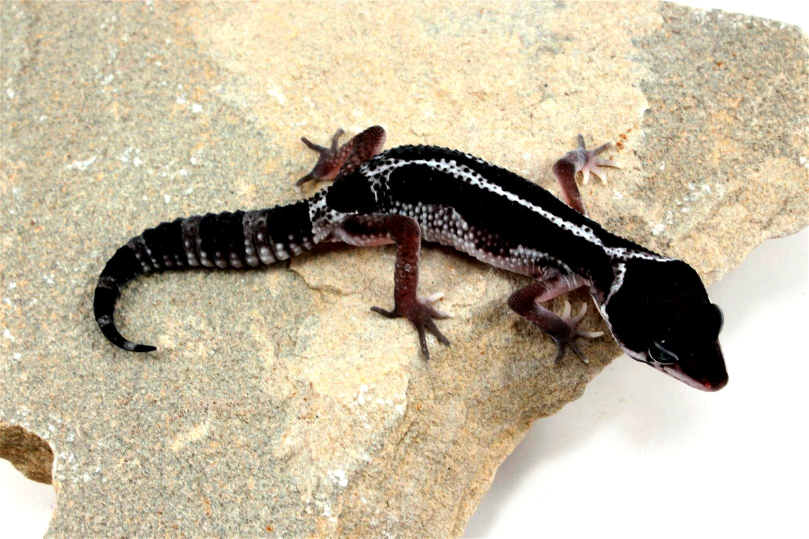 Black Night Mack Snow Akoyo Leopard Gecko All Reptiles