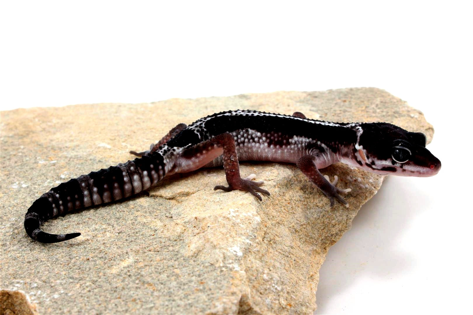 Black Night Mack Snow Akoyo Leopard Gecko All Reptiles