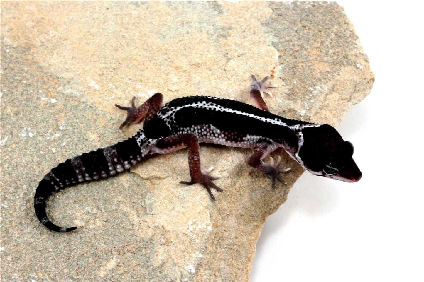 Black Night Mack Snow Akoyo Leopard Gecko All Reptiles