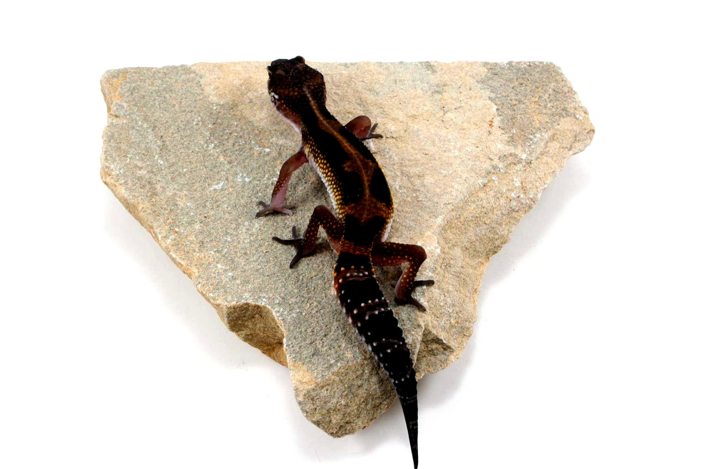 Medium Grade Black Night Leopard Gecko