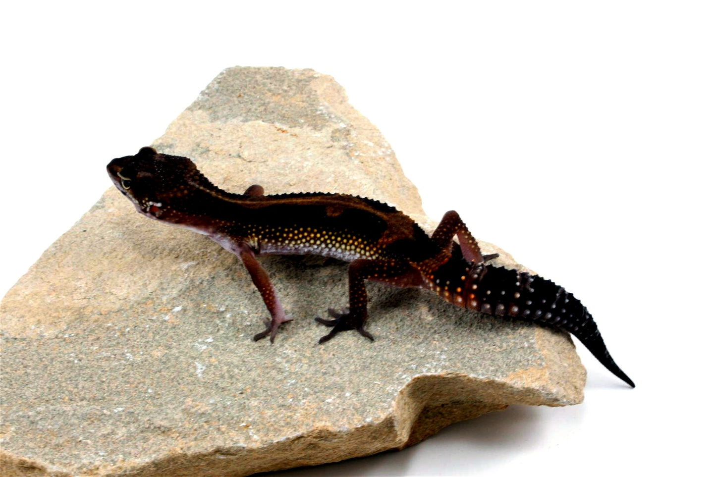 Medium Grade Black Night Leopard Gecko