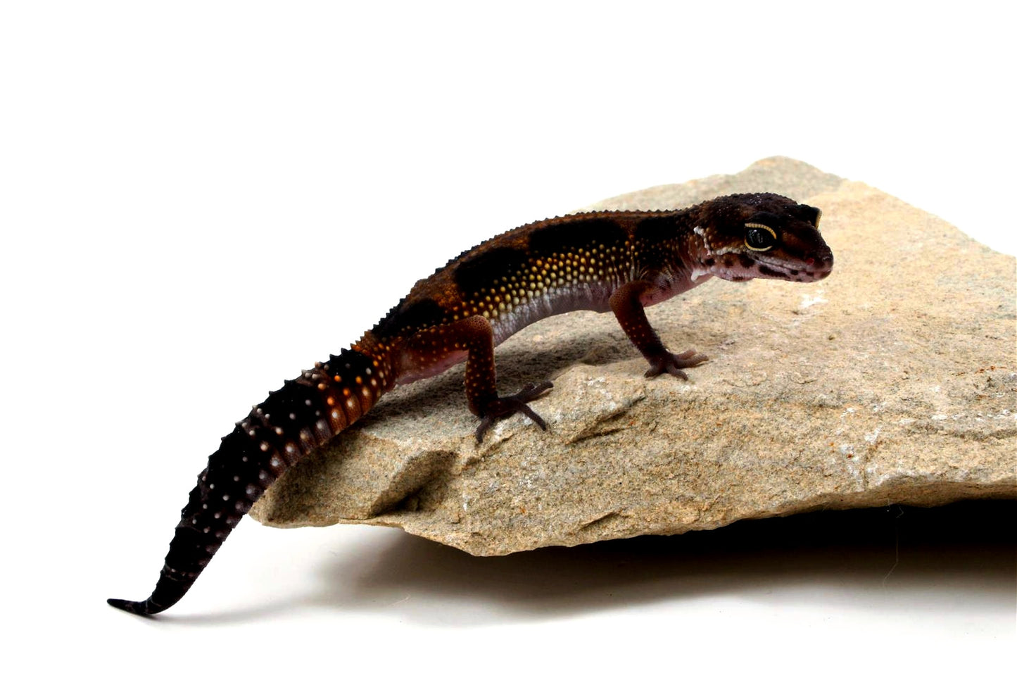 Medium Grade Black Night Leopard Gecko