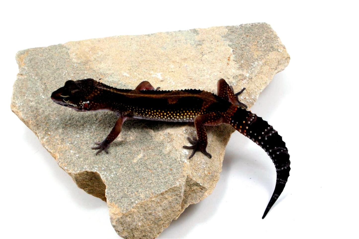 Medium Grade Black Night Leopard Gecko
