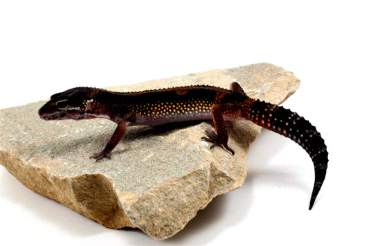 Medium Grade Black Night Leopard Gecko