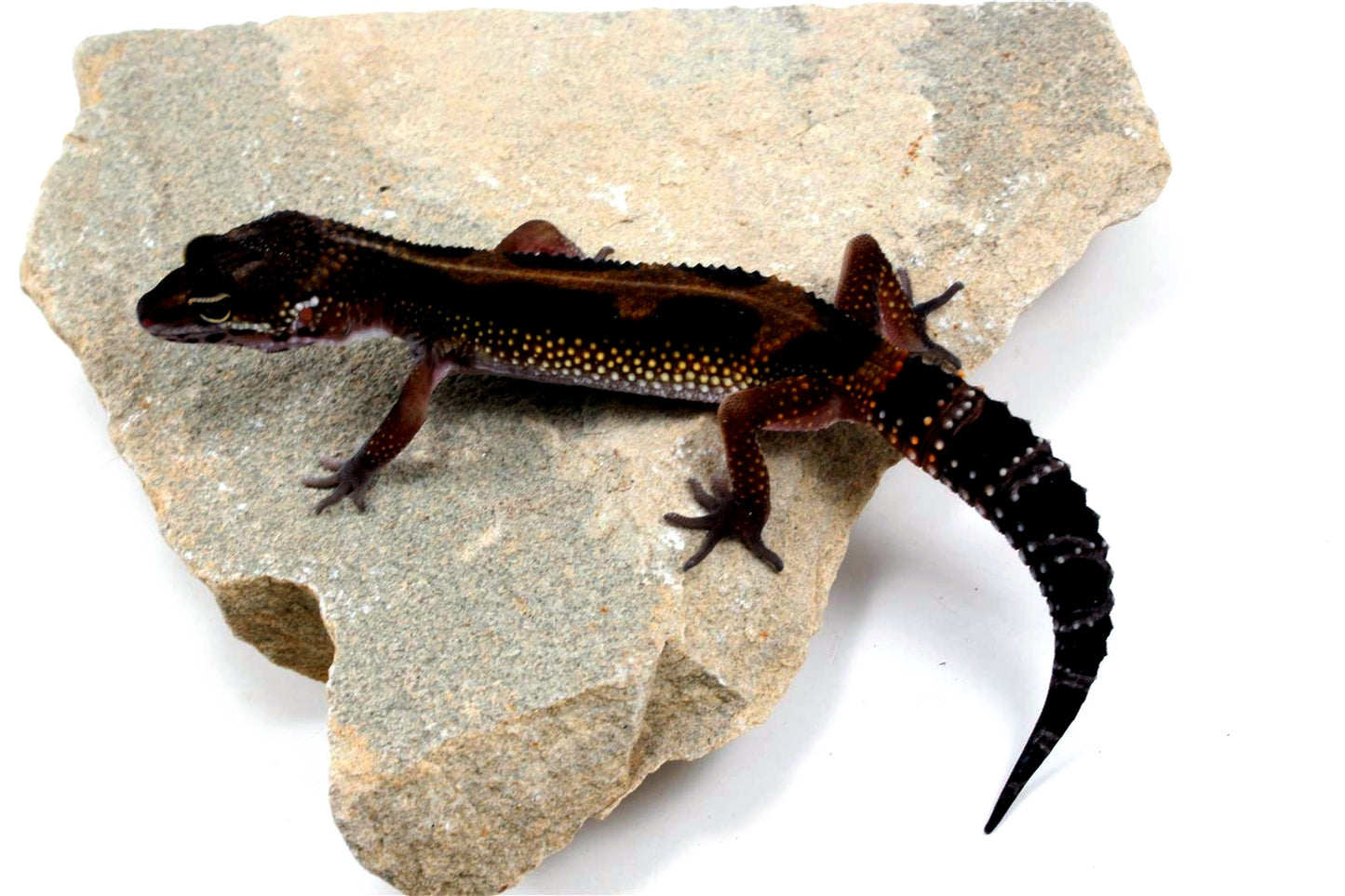 Medium Grade Black Night Leopard Gecko
