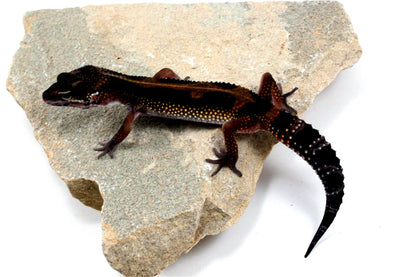 Medium Grade Black Night Leopard Gecko