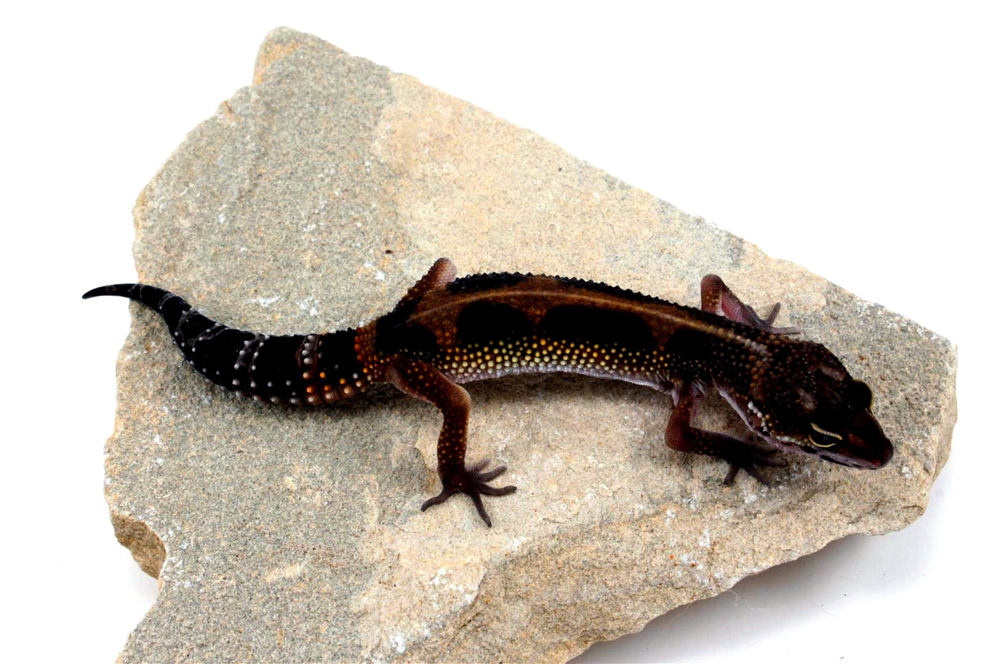 Medium Grade Black Night Leopard Gecko