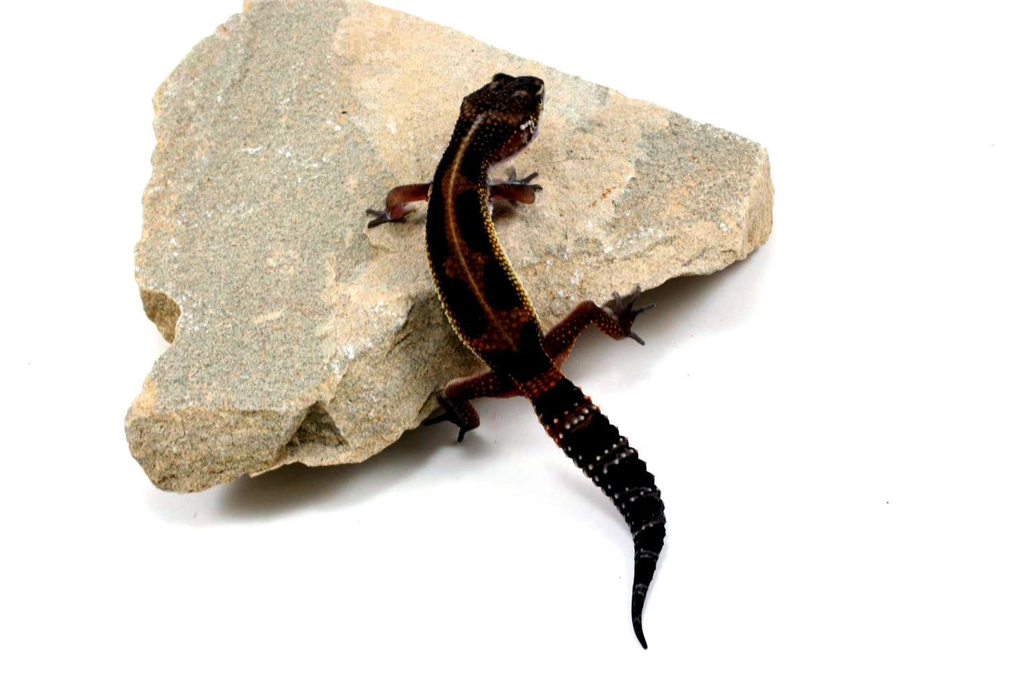Medium Grade Black Night Leopard Gecko