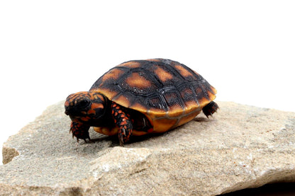 Cherry Head Tortoise