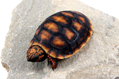 Cherry Head Tortoise