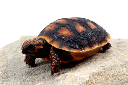 Cherry Head Tortoise