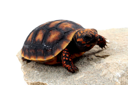 Cherry Head Tortoise