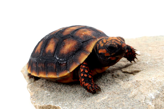Cherry Head Tortoise