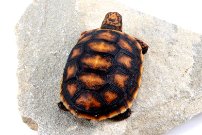 Cherry Head Tortoise