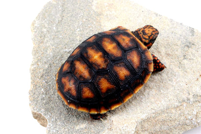 Cherry Head Tortoise