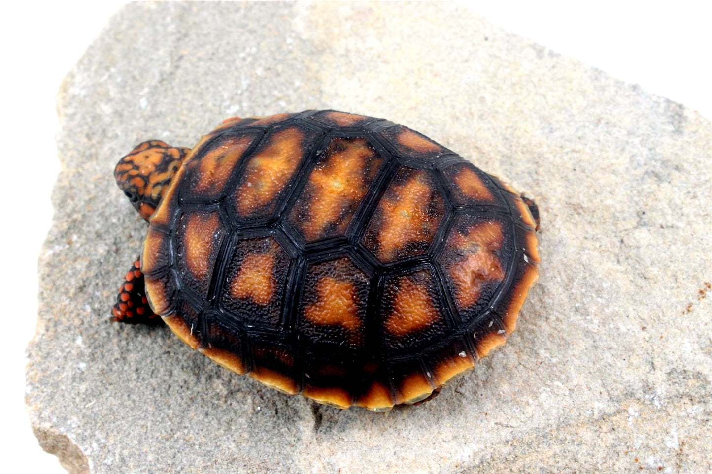 Cherry Head Tortoise