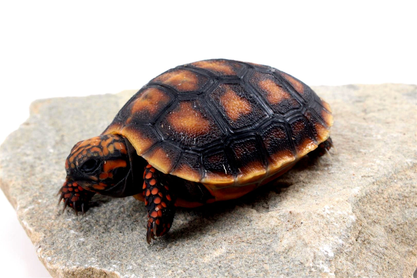 Cherry Head Tortoise