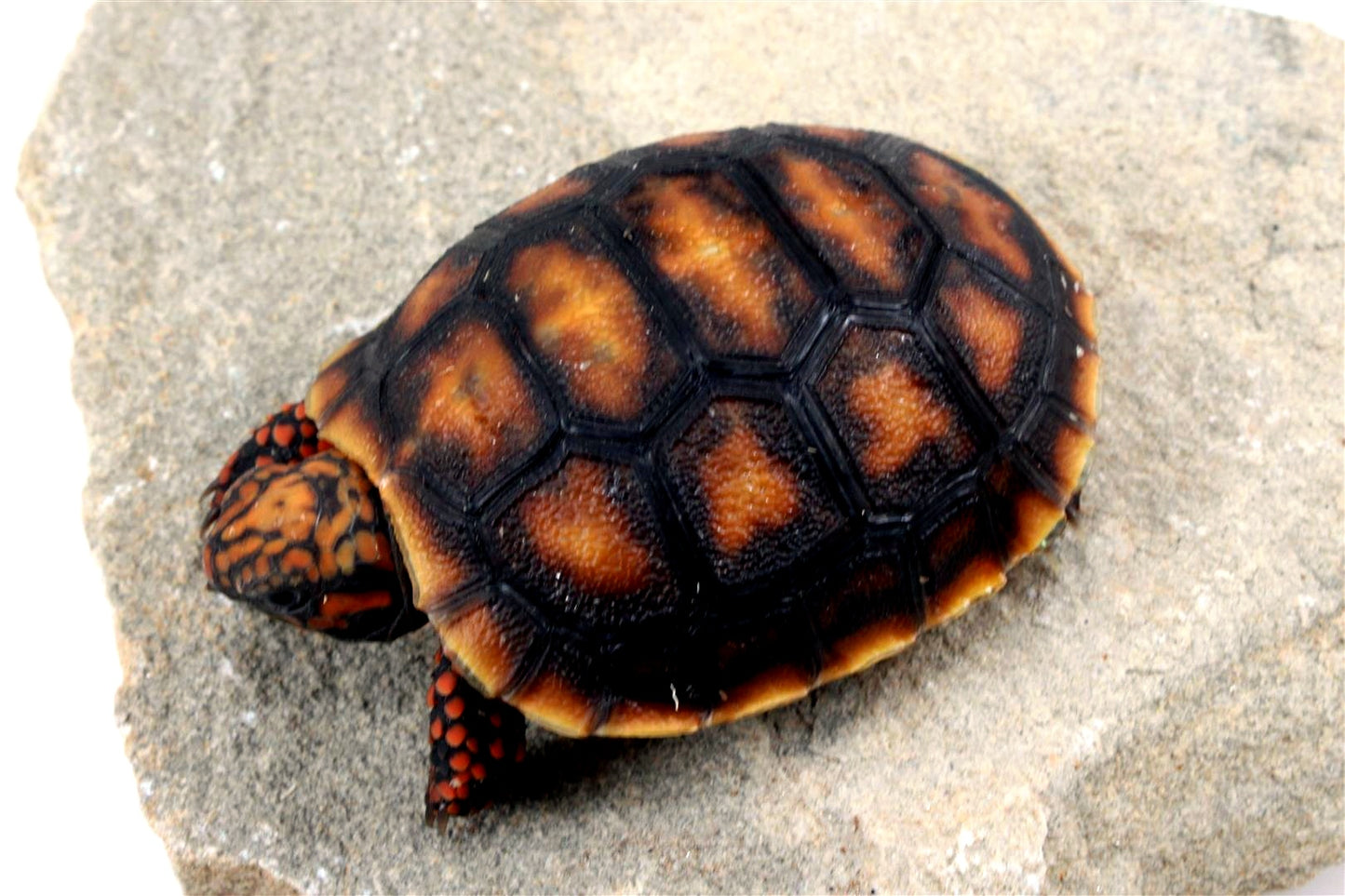 Cherry Head Tortoise