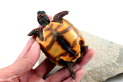 Cherry Head Tortoise
