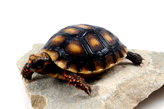 Red Foot Tortoise